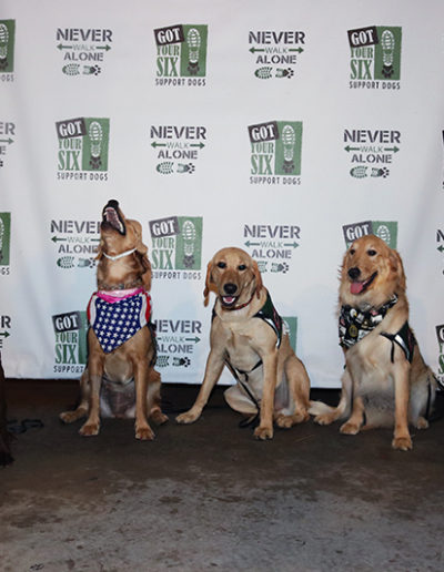 Group of dogs at the Got Your Six Support Dogs graduation ceremony