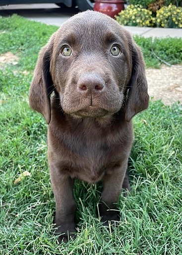 Sunny Golden Retriever Photo