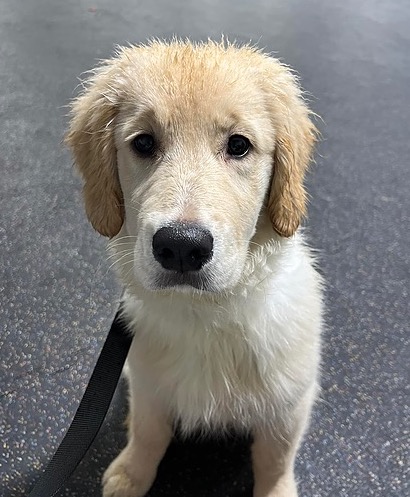 Sunny Golden Retriever Photo